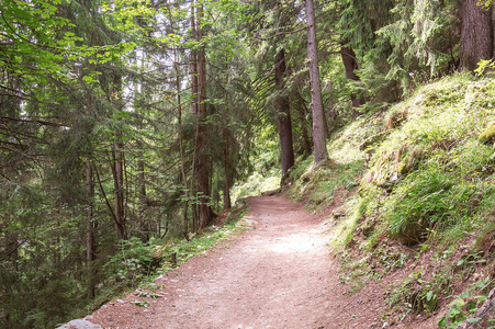 夏季阿尔卑斯山的树林中的徒步旅行路径