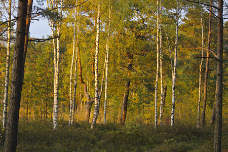 拉脱维亚 kemeri 国家公园桦木林