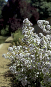 英国富丽堂皇的花园图片