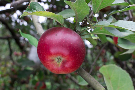 成熟的苹果。红果。苹果树与水果作物。绿色和红色的苹果。果园在夏天。素食。苹果在树上。有机食品。生态产品