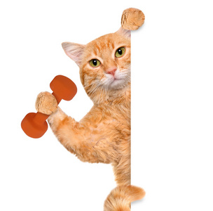 健身猫举哑铃背后一条白色的横幅照片