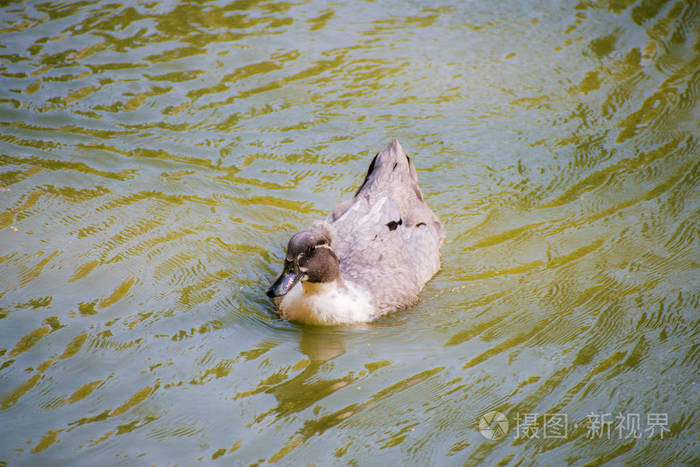 鸭子在湖里游泳绒球鸭沐浴在湖里