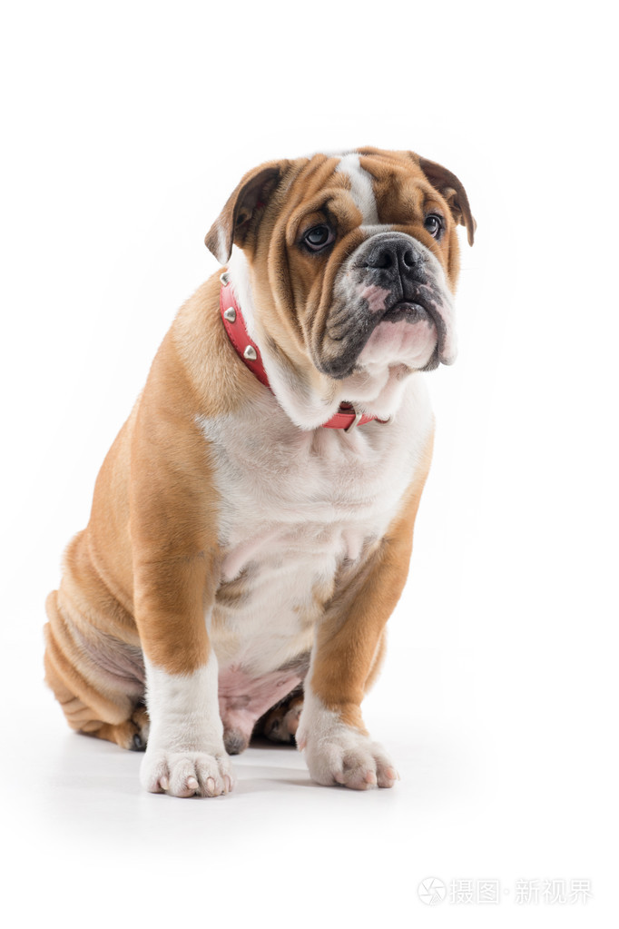 在工作室的英国斗牛犬