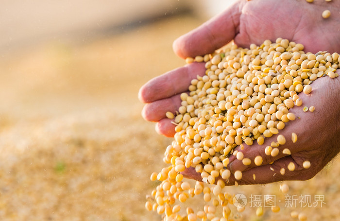 黄豆豆种子的手中