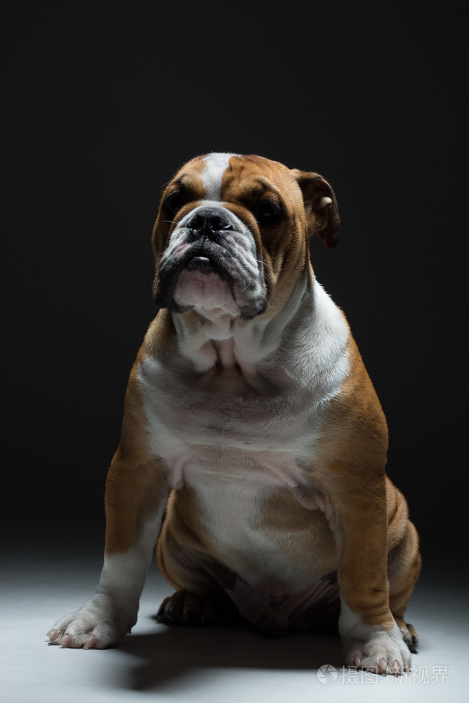 在工作室的英国斗牛犬