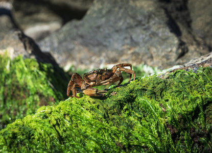 夏天, 大螃蟹坐在一块岩石上, 上面放着绿藻。