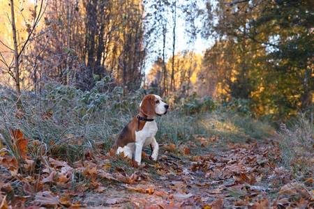 小猎犬号在上午早在秋天的树林图片