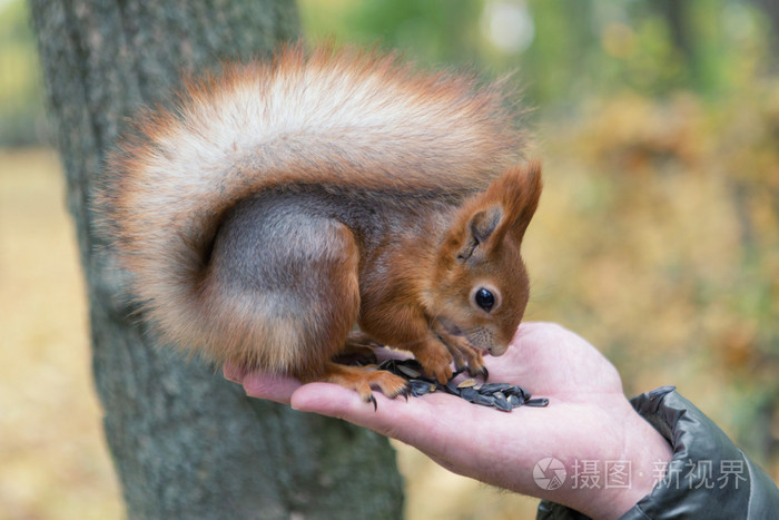 松鼠吃从手白俄罗斯戈梅利公园