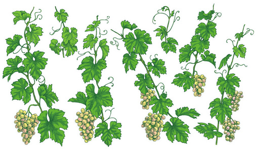 手画的葡萄枝, 与成熟的浆果在白色背景分离的束。绿色的葡萄设置。矢量草图