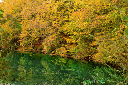 黄河岸边的黄秋树与碧绿的湖水