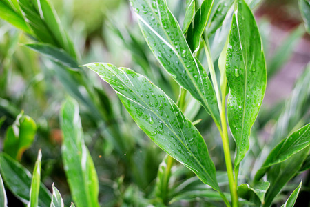 雨季的叶子植物