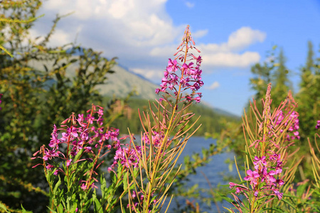 山 Chamerion 柳兰花