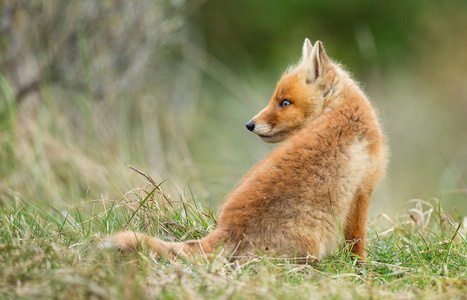 年轻的红狐狸
