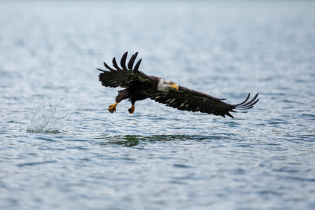 白头鹰在湖上空飞行