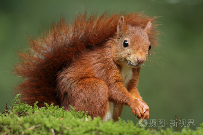 红松鼠动物