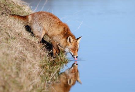红狐狸饮用水