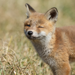红狐狸幼崽在自然