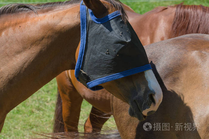 飞行保护面具为马优选地保护马对昆虫