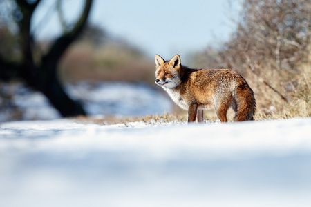 红狐狸走过白皑皑的雪图片