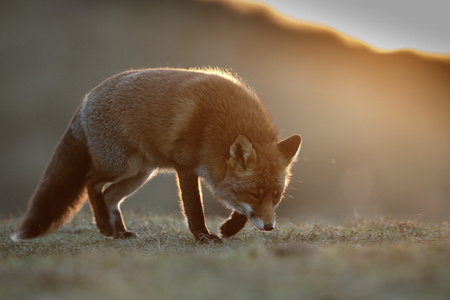 自然的赤狐