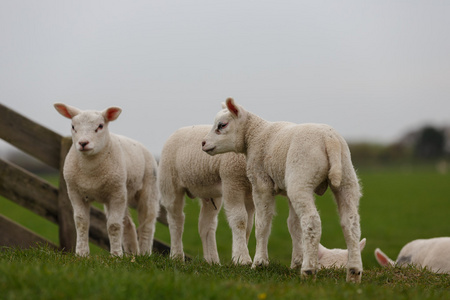在一个大牧场在荷兰的羔羊