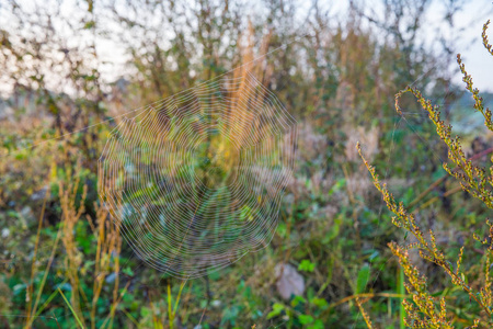 Kraslava 市, 拉脱维亚。蜘蛛网在清晨, 阳光下。旅游照片2018