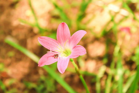 特写单盛开粉红色 Zephyranthes