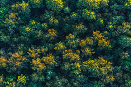 森林的空中风景, 绿色背景