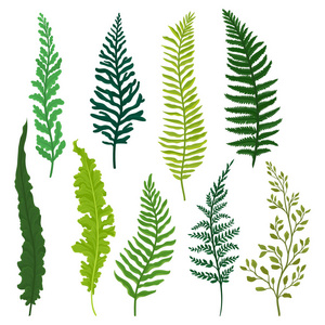 野生森林植物照片