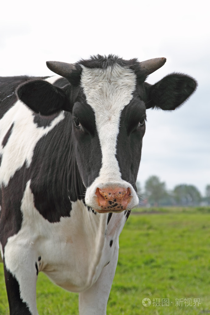 黑色和白色的荷兰奶牛