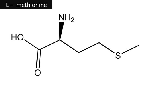 甲硫氨酸分子的结构图片