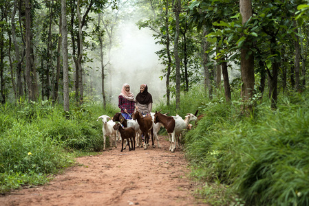 王二小放羊两个穆斯林妇女放羊回家照片
