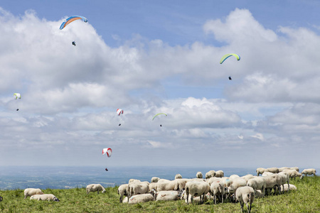 羊和 paraglading 群