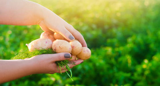 农夫手中拿着一只年轻的黄马铃薯。收获马铃薯。实地的季节性工作。新鲜蔬菜。农业