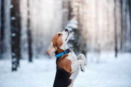 狗繁殖小猎犬在冬季森林散步