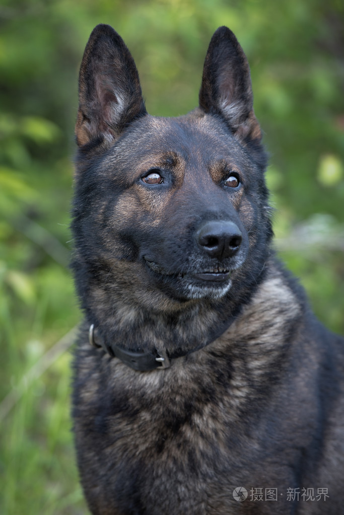 德国牧羊犬的头部的肖像