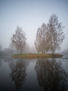 树剪影在清晨的一个岛屿上的 Lakewith 一个沉重的薄雾覆盖的背景