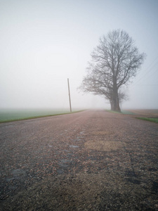 树剪影在清晨, 除了农村公路与厚雾覆盖的背景。带有文本空间的穆迪照片