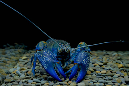 水族馆里的小龙虾红螯