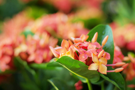 红针花, 色彩缤纷自然美照片