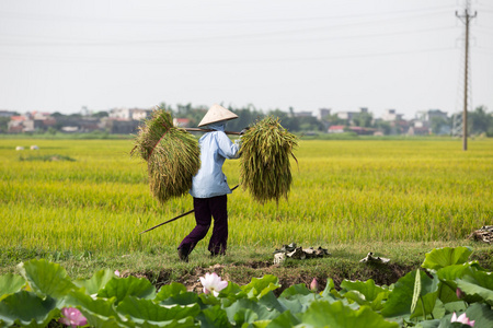 一群不明身份的农民在收割水稻照片