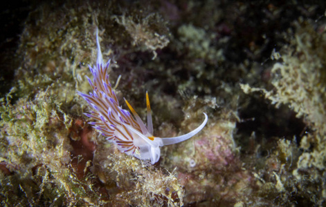 地中海 NudibranchFlabellina Cratena 佩雷格里纳