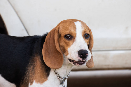 小狗猎犬的肖像, 动物概念