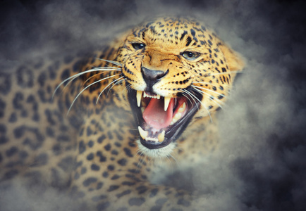 火圈通过在七彩火虎的头豹的卡通人物与灭火黑的豹上端火焰黑的豹文身