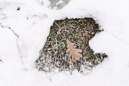 橡树叶雪帧，平在草地上躺