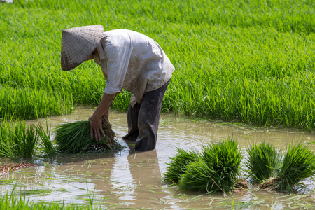 身份不明的农民种植水稻在越南