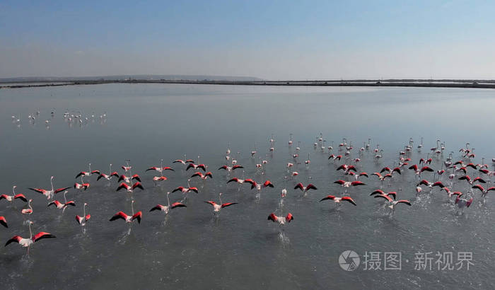 空中摄影的火烈鸟站在湖水。美丽的鸟与明亮的着色粉红色和黑色的颜色。晴天。瓦伦西亚.哥斯达黎加海岸西班牙