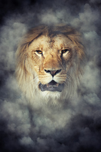 在深色背景上的烟气中的狮子