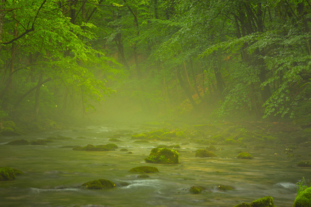 美丽的风景，在初夏，雾和绿色的树叶与森林