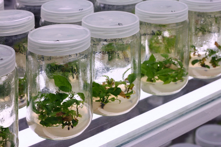 茎尖茎尖组织培养实验室照片